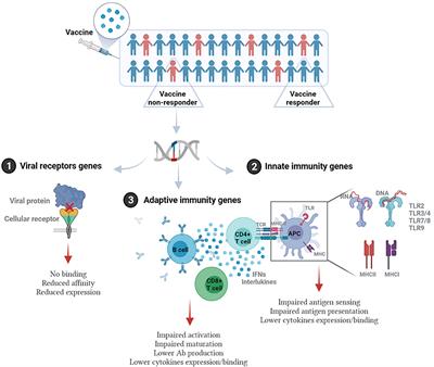 Frontiers | Will Host Genetics Affect The Response To SARS-CoV-2 ...